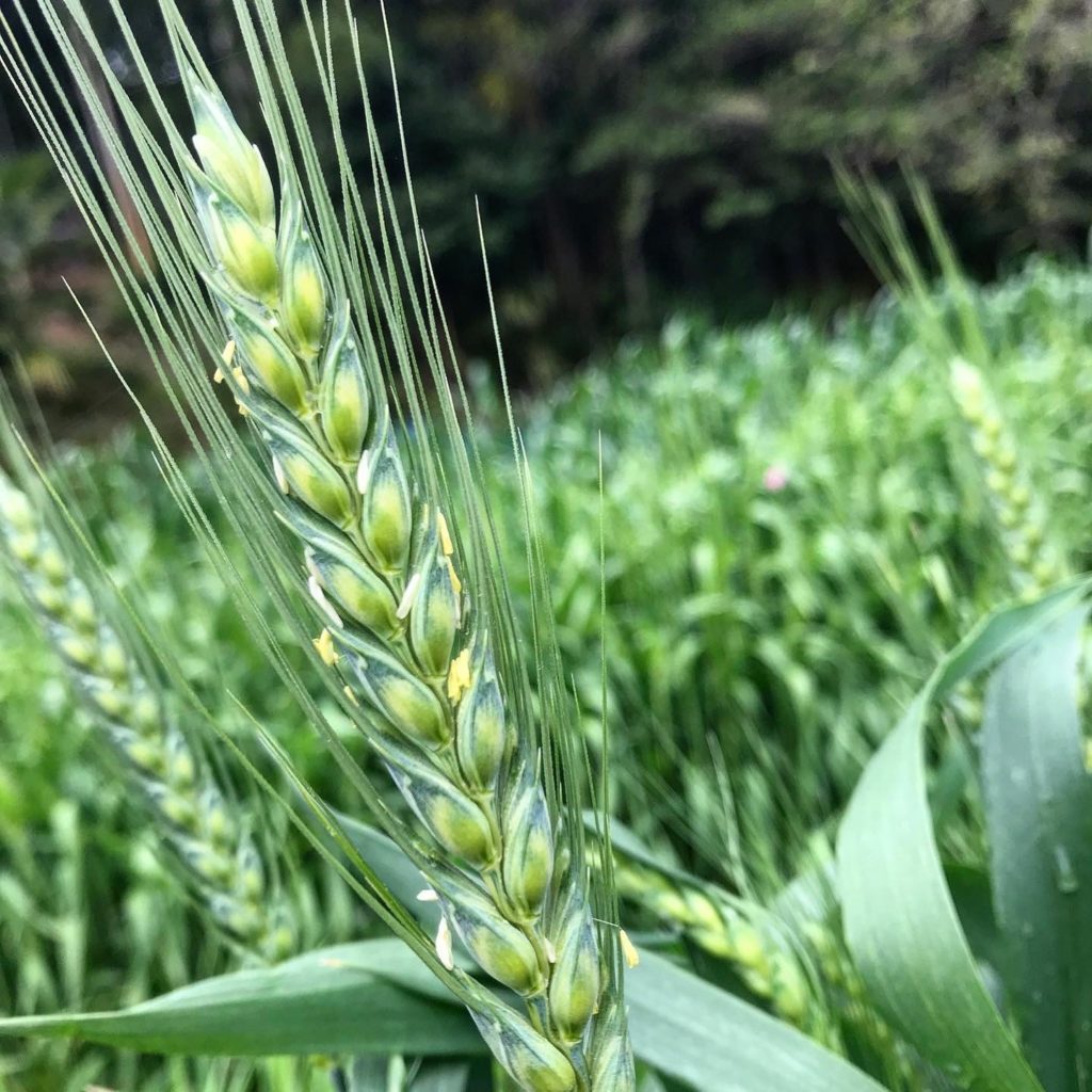 Mysterious wheat 謎小麦
