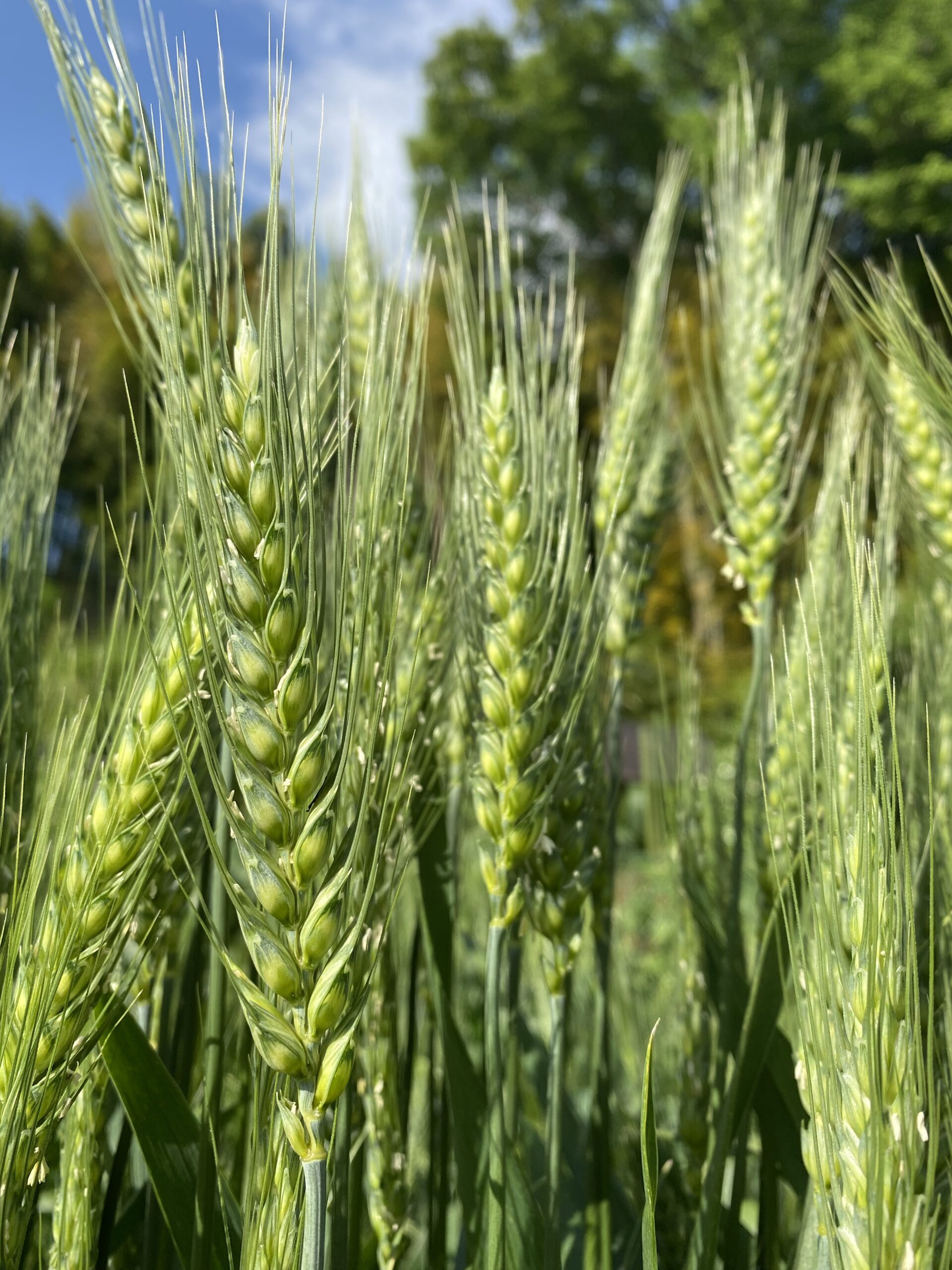 Wheat 謎小麦