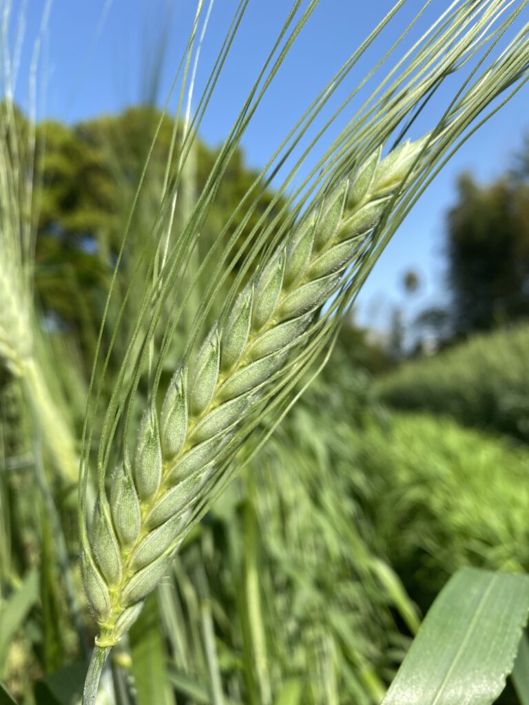 Wheat ホラーサーン古代小麦