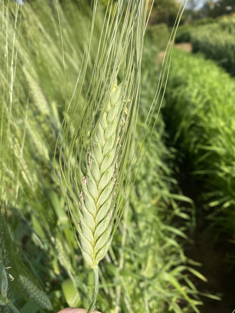 Wheat 小麦