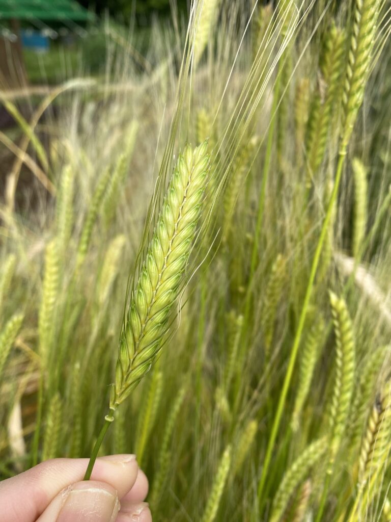 Wheat アインコーン（ヒトツブコムギ）