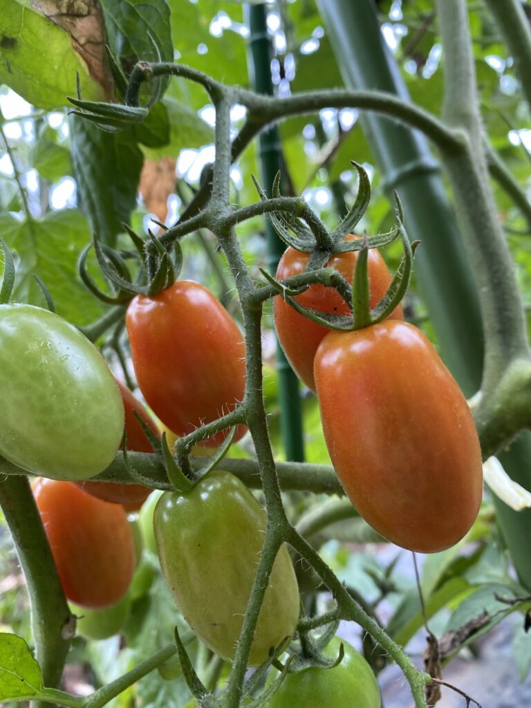 Tomato トマト